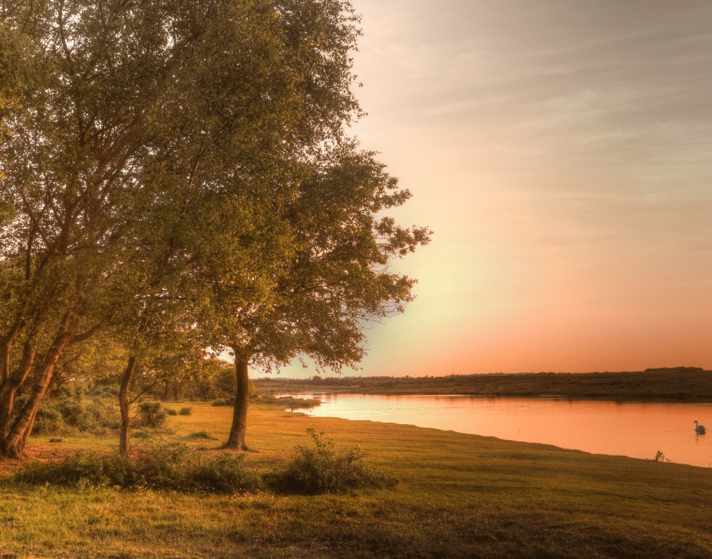 Image of a tree next to a river with a sunset